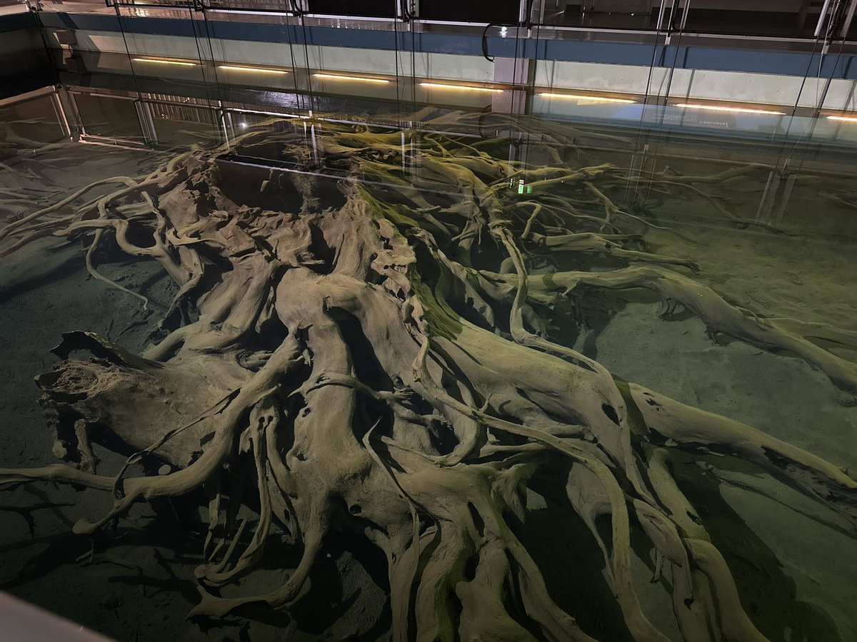 魚津埋没林博物館　生死•聖俗の境の縁にずっと立ってる感があった