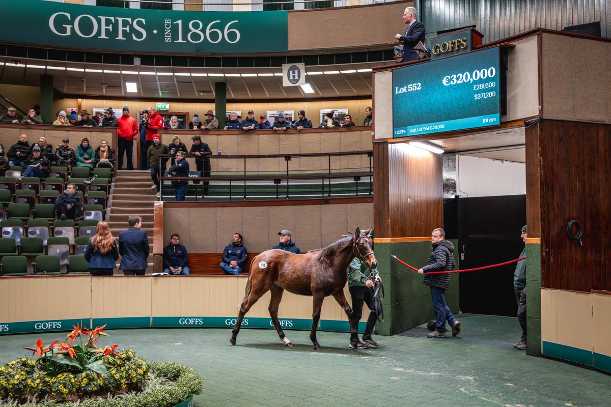Goffs1866's tweet image. Off to a flying start on day 3 of #GoffsNovember💫

Lot 552 is a colt by @BallylinchStud Lope De Vega, half to Stakes placed Pretty Diva. Sells to @rob_speers &amp;amp; Old Mill Stud for €320,000 from @TheCastlebridge