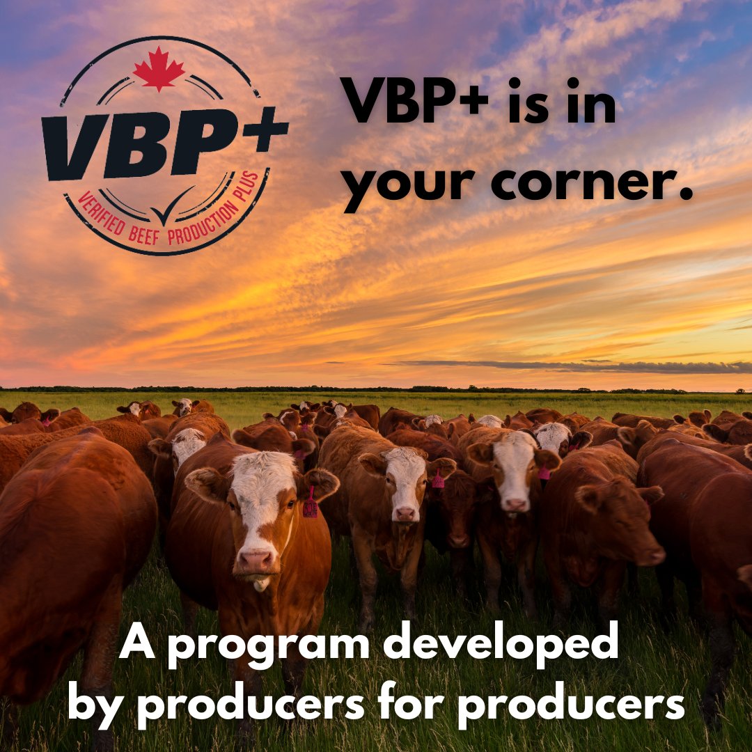Canadian beef producers know their work is about more than numbers—it's about stewardship, quality and trust. That’s where Verified Beef Production Plus (VBP+) steps in.
Want to learn more about the benefits of VBP+ for Canadian beef producers? Visit verifiedbeef.ca/about-us/benef…