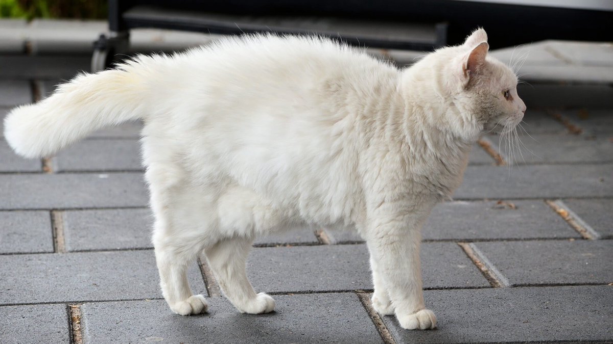Oproep: Wie schiet met een kruisboog op katten in Eindhoven?
animalstoday.nl/oproep-wie-sch…