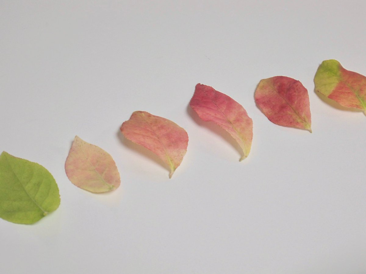 april_dayyy's tweet image. 진짜 예쁘다.... 마당에 화살나무 잇어서 우다다 달려갔는데 우리 집 마당에 있는 화살나무는 왜이리 밤티야..