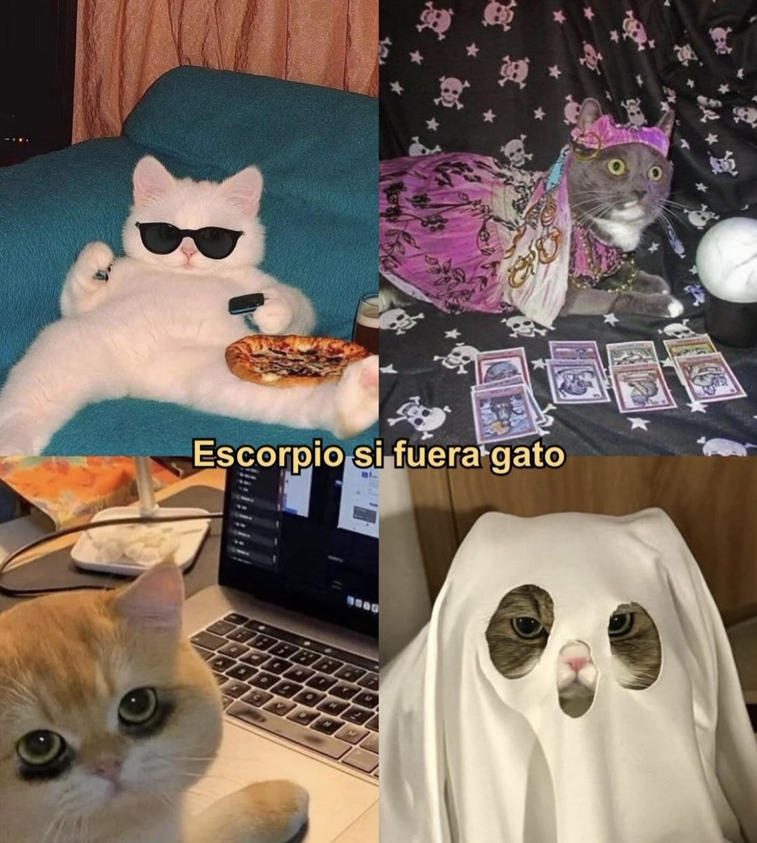 _madmalice's tweet photo. Miau https://t.co/gWEaF7VbqT