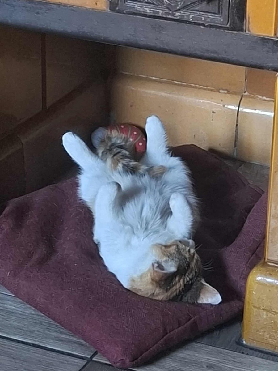 Techuuu1's tweet image. moja dziewczynka uwu🤩😻