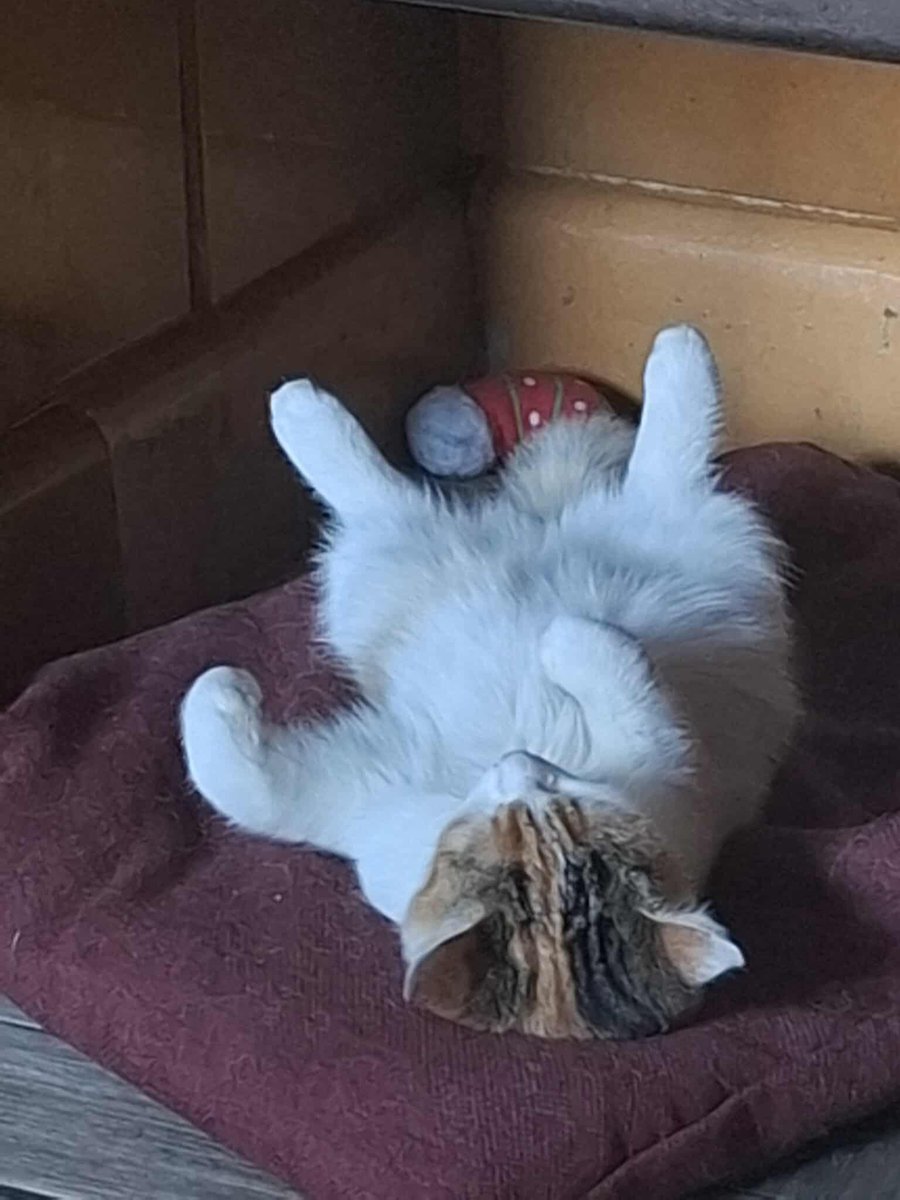 Techuuu1's tweet image. moja dziewczynka uwu🤩😻