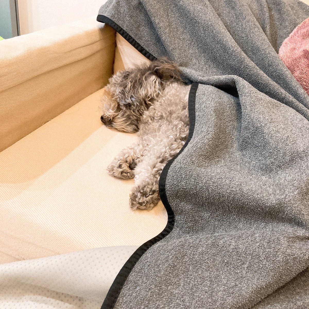 merupopy's tweet image. カバー勝手にめくって布団にしてねてる