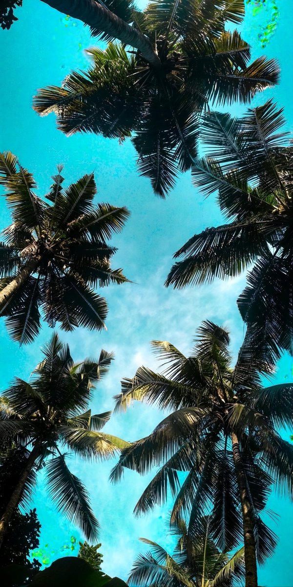 WallViews1's tweet image. New wallpaper 🌴