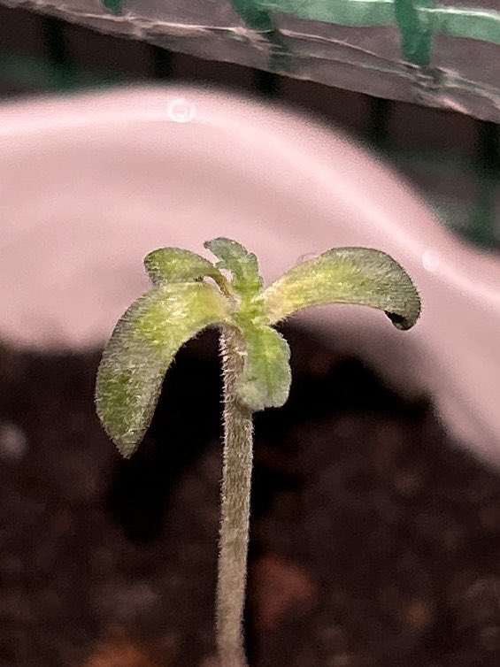 gm from my lil freak ☀️
getting ready to move across the country again in 2.5 weeks, will be passing this baby plant over to my mom soon to finish out 🌱