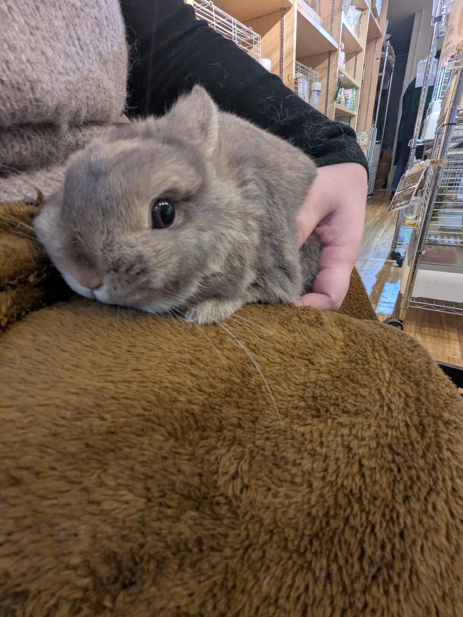 I got to hold rabbits today...

I regained a lot of health....