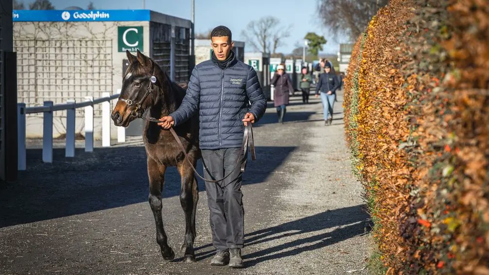 rpbloodstock's tweet photo. 💬 'All I could hear was my heart pumping out of my chest once it got to two [hundred thousand]. I couldn’t hear any bids, just my heart pounding!'

Lifeplan's half-brother brings a life-changing €285,000 at Goffs

READ MORE 👉 https://t.co/5ifeEKyfNK https://t.co/LdsaxQiaaJ