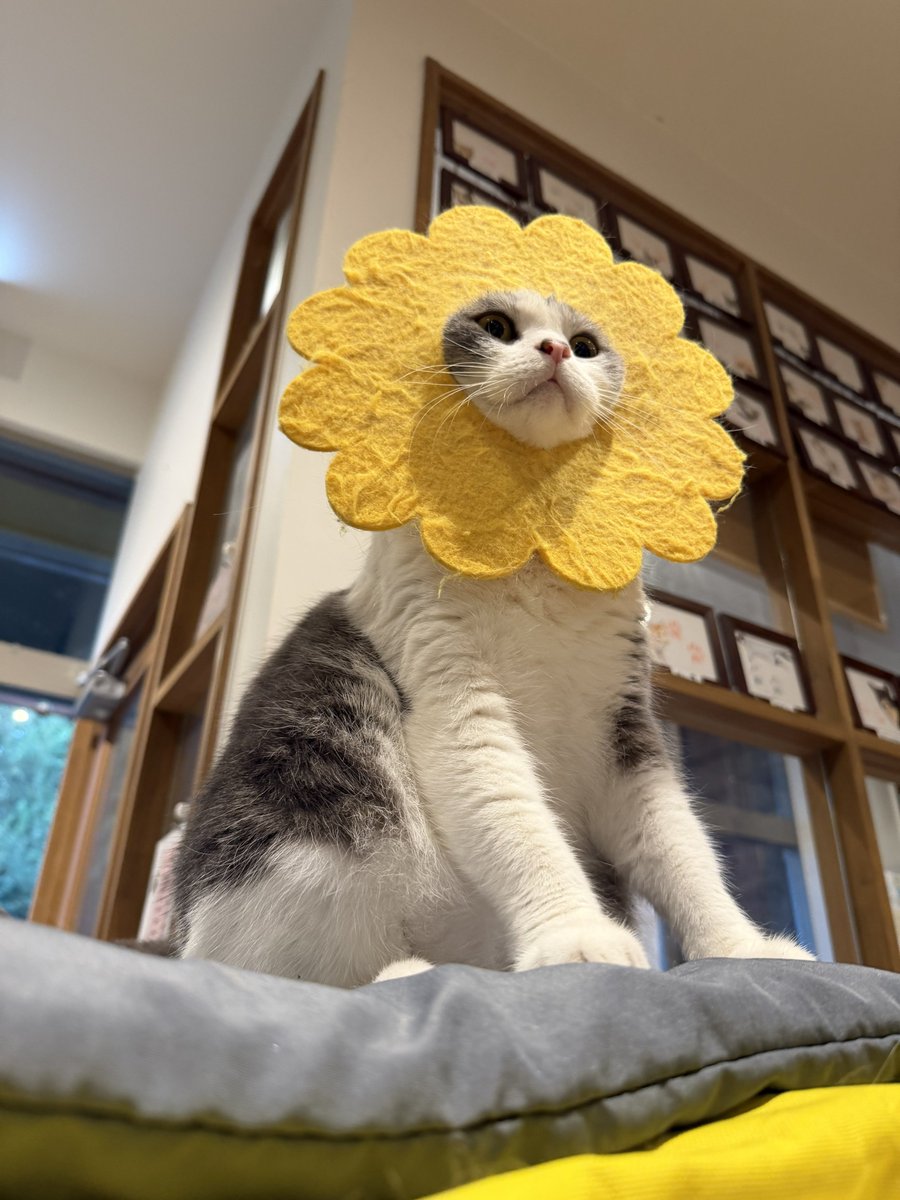 bakenekocafe's tweet image. 今回のフレブルちゃんの件、
捨て動物についてなど、

ブログ書かせて頂きました！

宜しければご覧くださいませ！

nekomata-sanatorium.com/report/