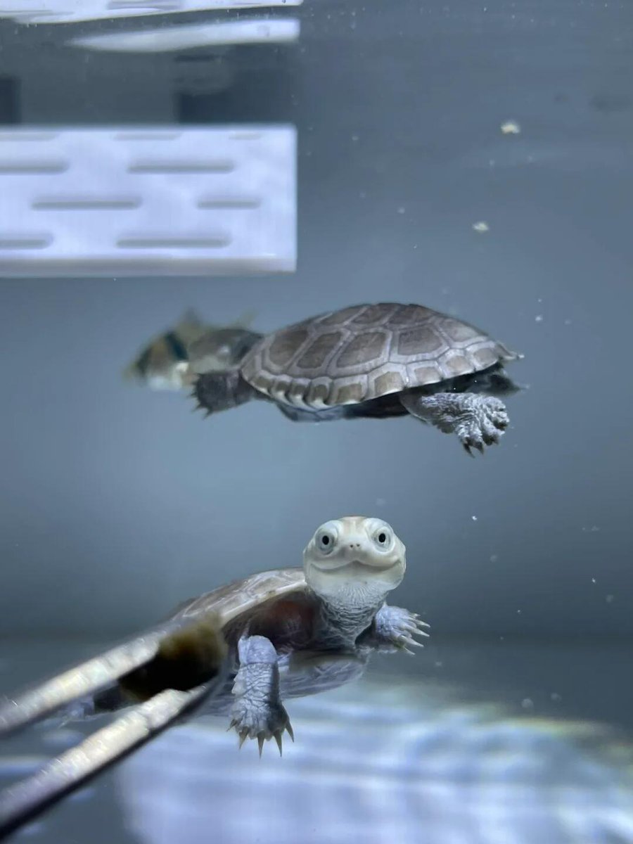 みzoo (@zoo69712356) / Posts / X