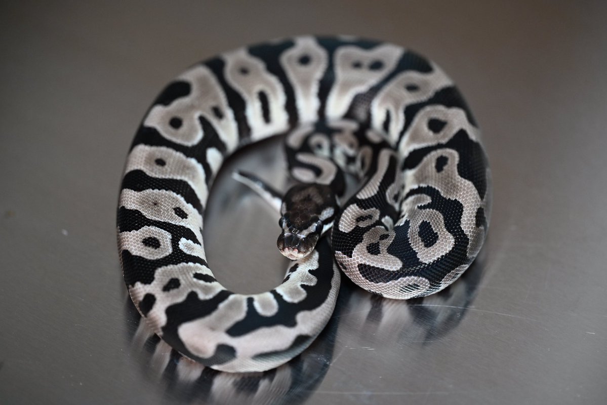 royal70063's tweet image. 0.1 VPI Ax het DG Clown

#ボールパイソン
#ballpyhons
#ballpythonmorphs