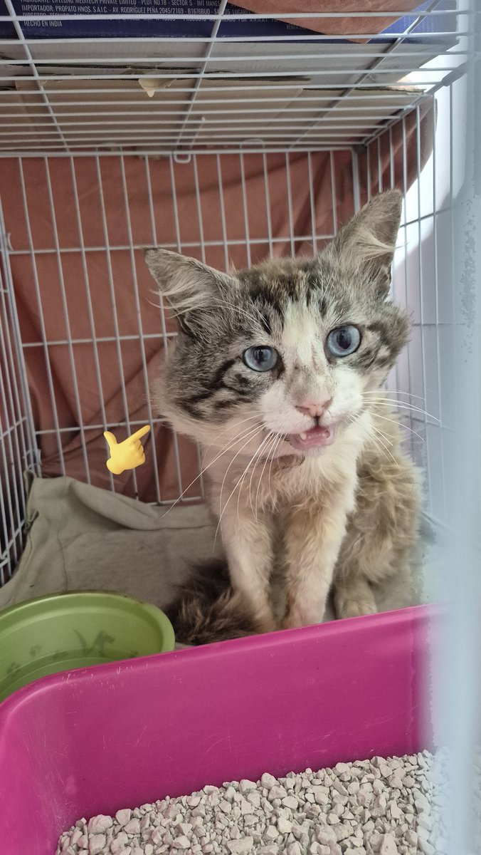 Este es un recordatorio de que CASTREMOS a los gatos machos también!! A partir del año de edad !! Todo eso que se ve ahí  es una bolsa enorme de PUS por pelear.