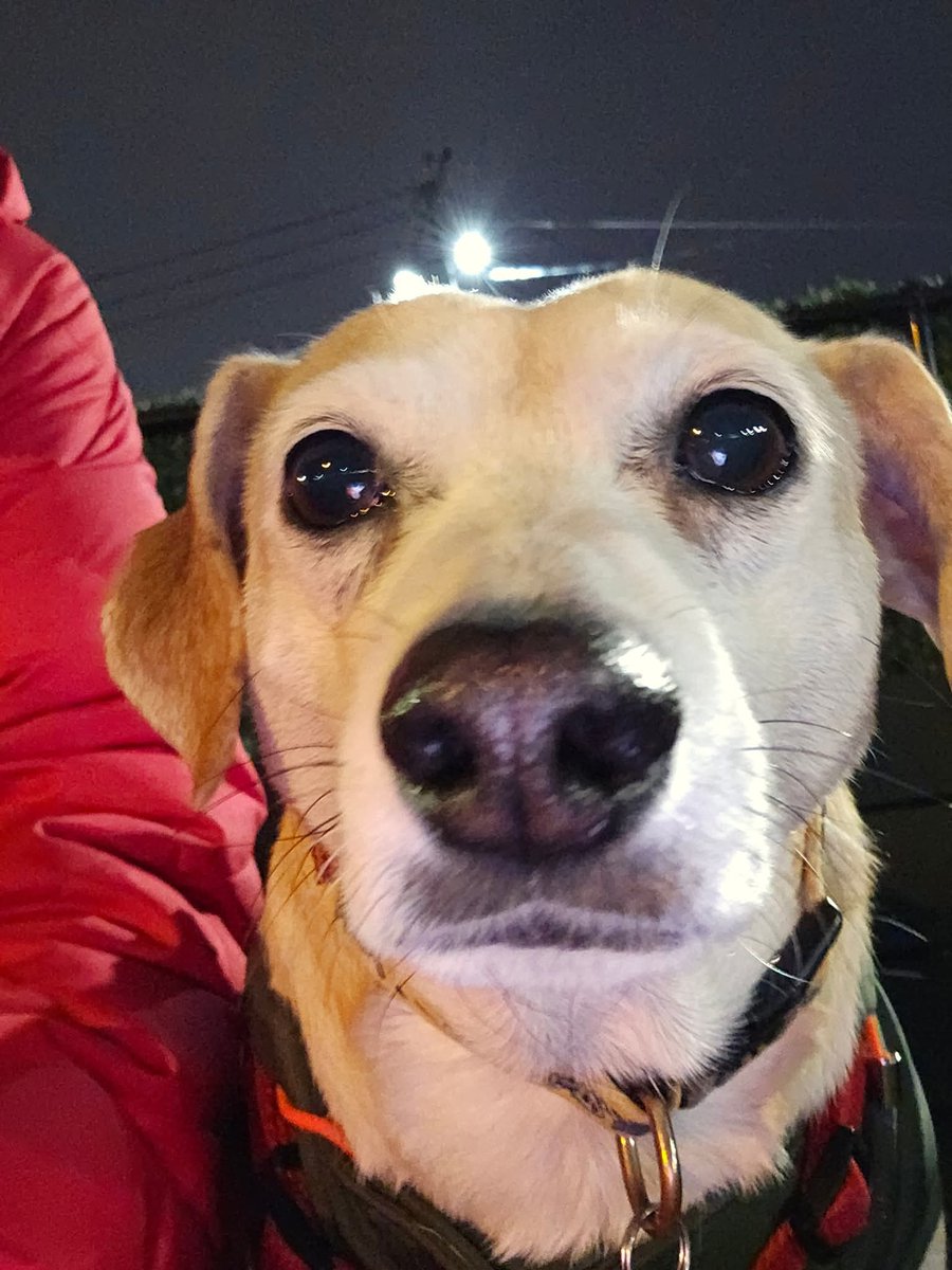 ぶーちゃんのお友達、テディくんにチェルシーちゃん。