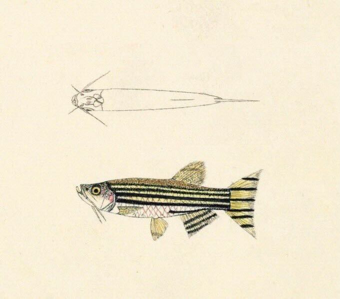 ZebrafishRock's tweet image. Scottish Physician Francis Hamilton first described the “beautiful” but “insipid” zebrafish in, “An Account of the Fishes Found in the River Ganges and Its Branches” after capturing it in the River Kosi near Nathpur 🇮🇳 in August 1810. #ZebrafishFunFacts 1/2