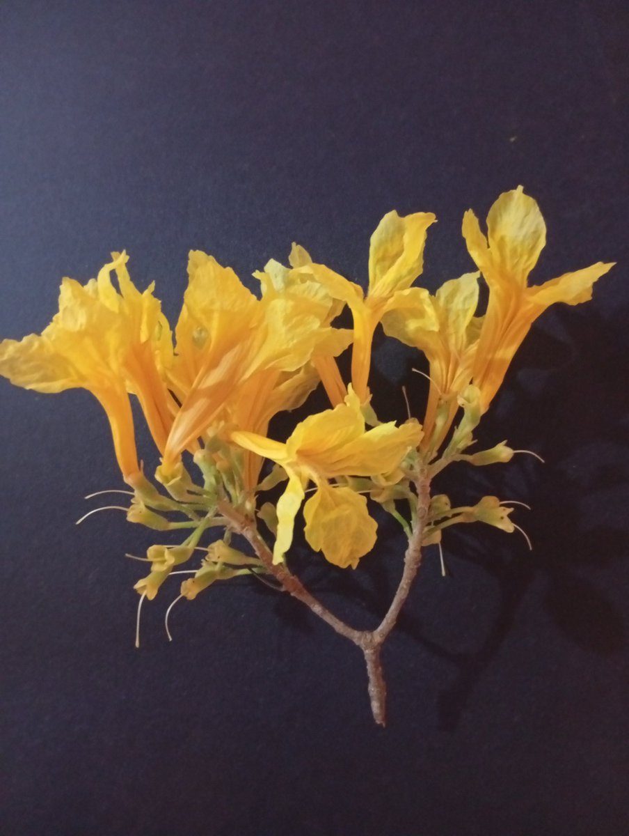 La NATURA se METRIZA
La labor más interesante y ardua es la medición de flores para COMPARAR entre especies del mismo género.
Los Handroanthus que tenemos medidos hasta ahora son: H. chrysanthus (Araguaney), H. serratifolius (Curarire/Puy) y Handroanthus guayacan.
Saludos A TODOS