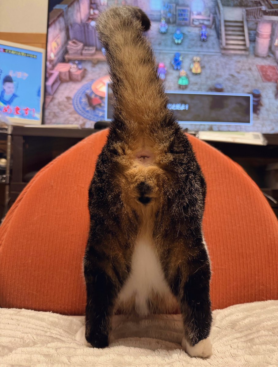 縦横幅 (@t4k1_nekousagi) on Twitter photo 