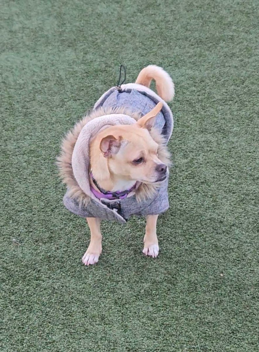 ブーさんのお友達。パッチくん、ジェイクくん、ジェダちゃん、カヤちゃん。