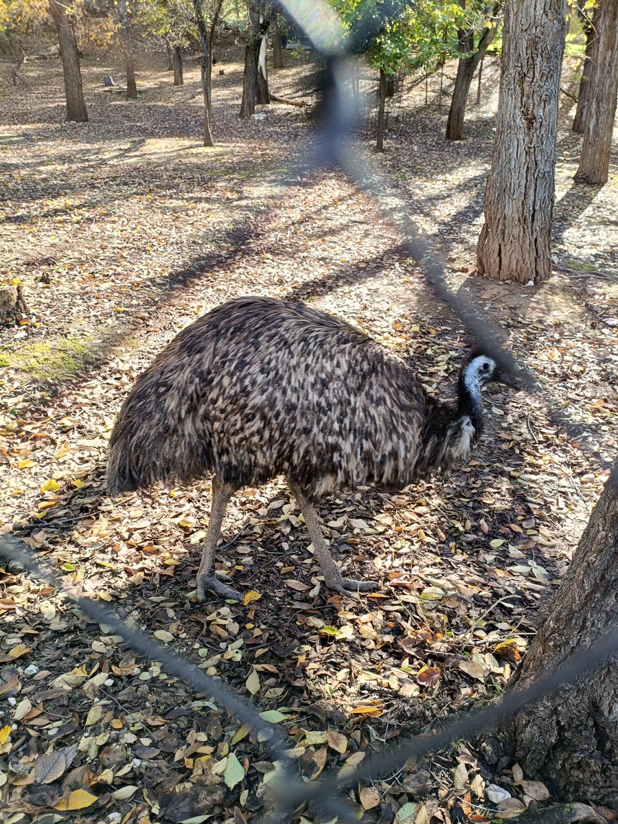 Alumnado de ed.primaria <a href="/FacEducacionUAH/">Fac. Educación UAH</a> realizando la visita al zoo Guadalajara ES <a href="/AytoGuadalajara/">AytoGuadalajara</a> para trabajar recursos didácticos en ciencias sociales y #ApS <a href="/vilar_la/">Lara Vilar</a> <a href="/HernandezBarco/">Míriam Hernández Del Barco</a>