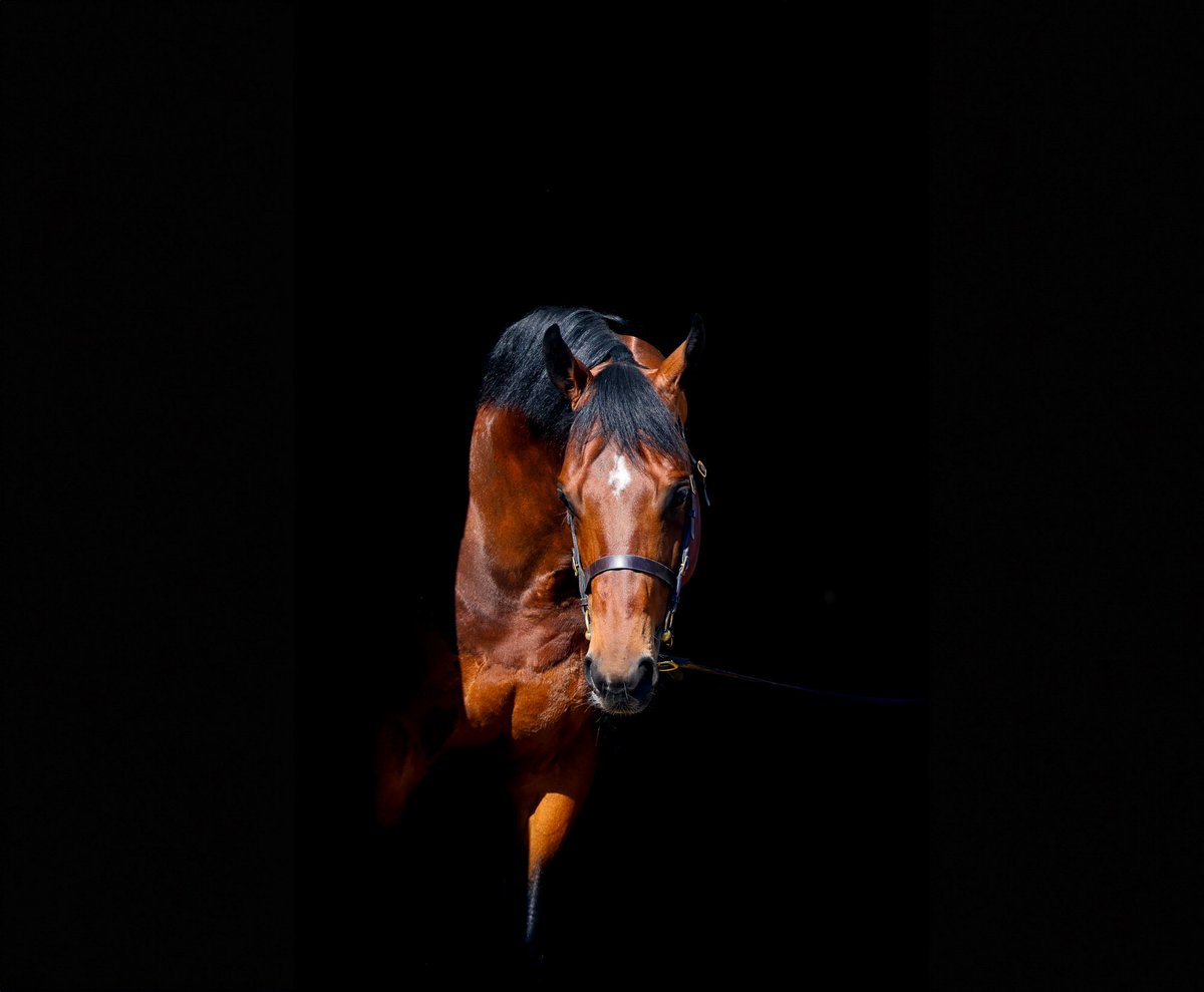 TallyHoStud's tweet photo. ✨€150,000 colt for GOOD GUESS
Chauvigny Global Equine goes to €150,000 for Knockartan House Stud’s colt out of Euthenia @Goffs1866 #GoodGuess https://t.co/2NFypYqqWx