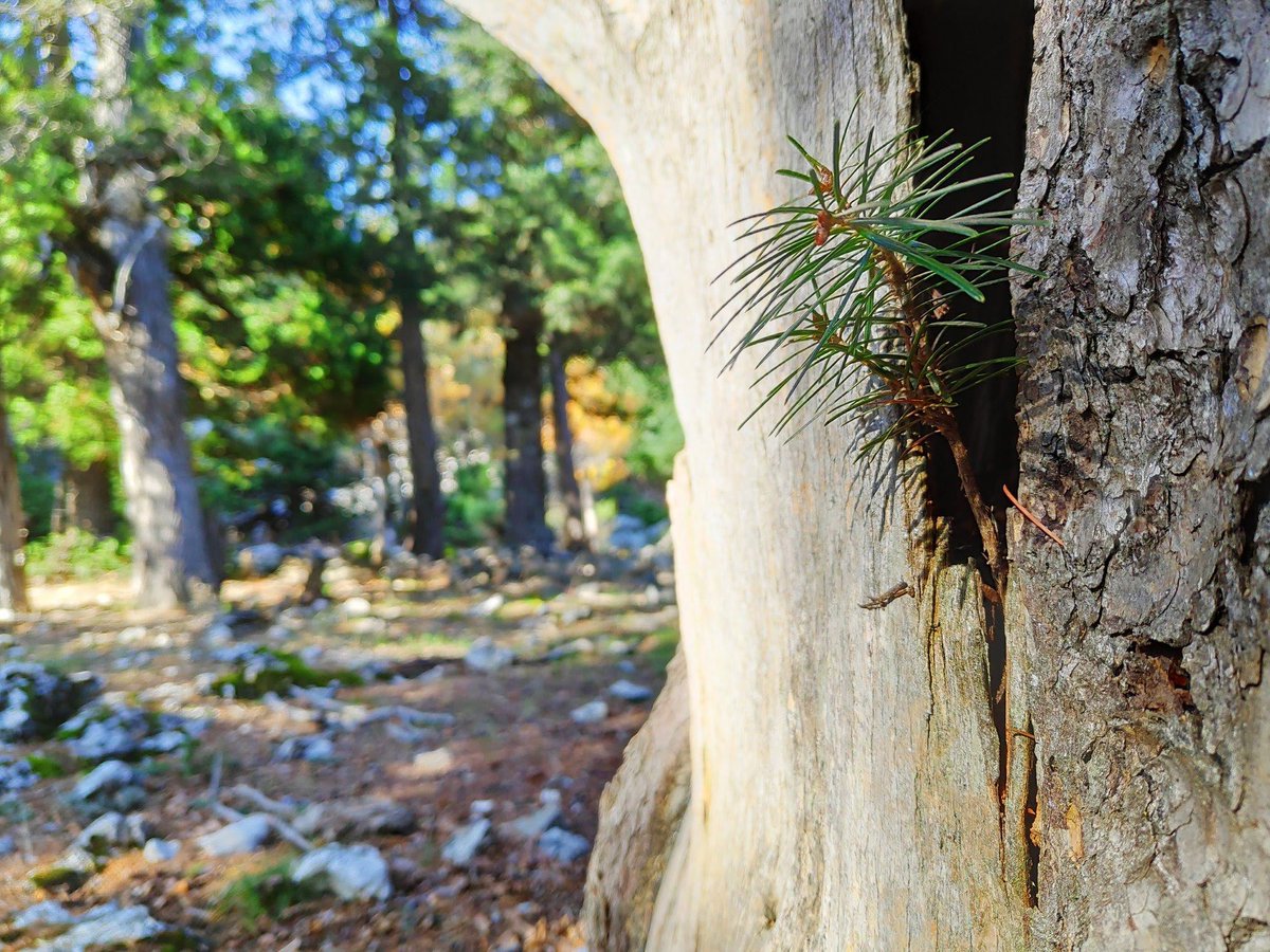Ağacın gövdesinde kimsenin fark etmediği bir umut büyüyordu. Onca acımasız rekabete rağmen direniyor, hayata tutunmaya çalışıyordu. Belki de günü geldiğinde bu küçük umut, koca ağaca hükmedecekti.

İnsan için de bu durum çok farklı değil aslında… Küçük gibi görünen ama kimsenin