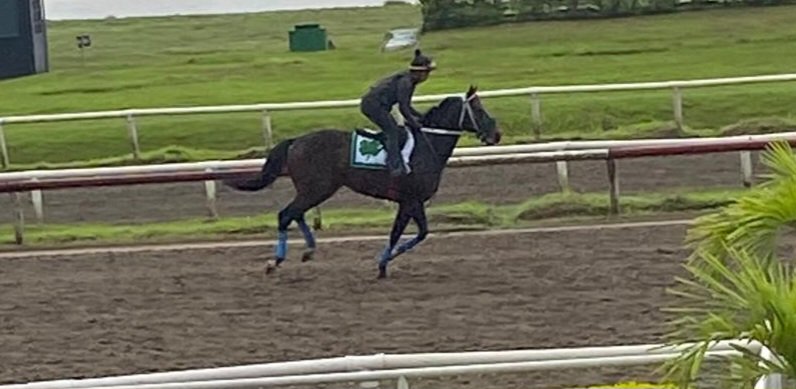 El boricua RADIOLOGO y el mexicano LODYTO RACE ya galopan en la pista del <a href="/HipodromoPA/">HipódromoPA</a> #SHC2025