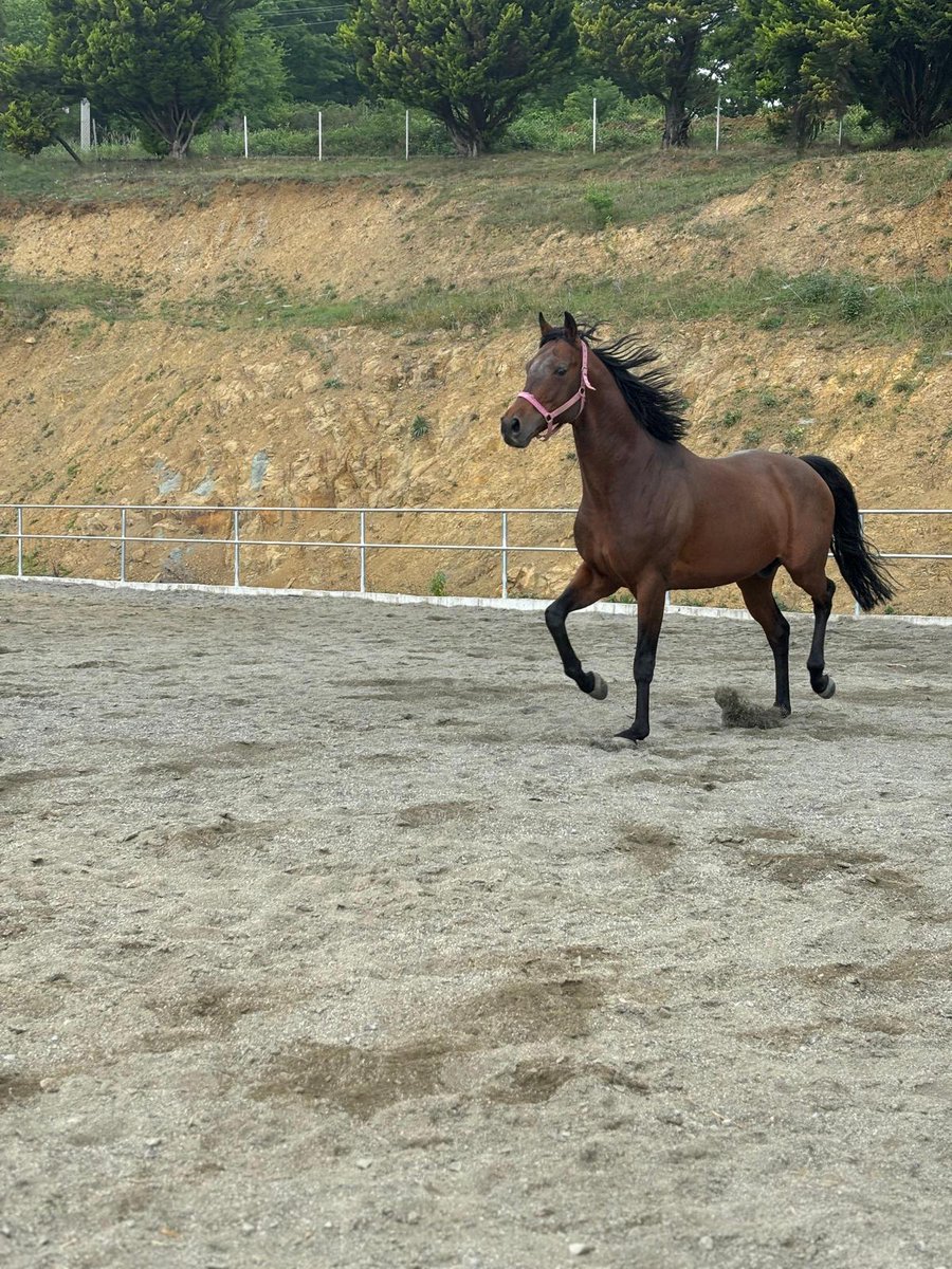 Eğer burada durup daha ileri gitmeyeceksek, niçin bu noktaya kadar geldik?

David Hume

PROKOPİ
AUSTRALIA-TONYA/UNACCOUNTED FOR