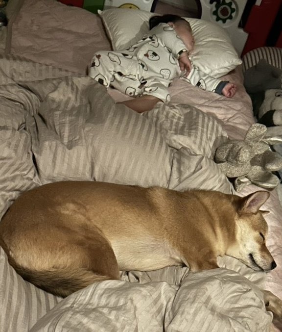 本当に兄弟のようです😊
#保護犬
#雑種犬
#元野犬