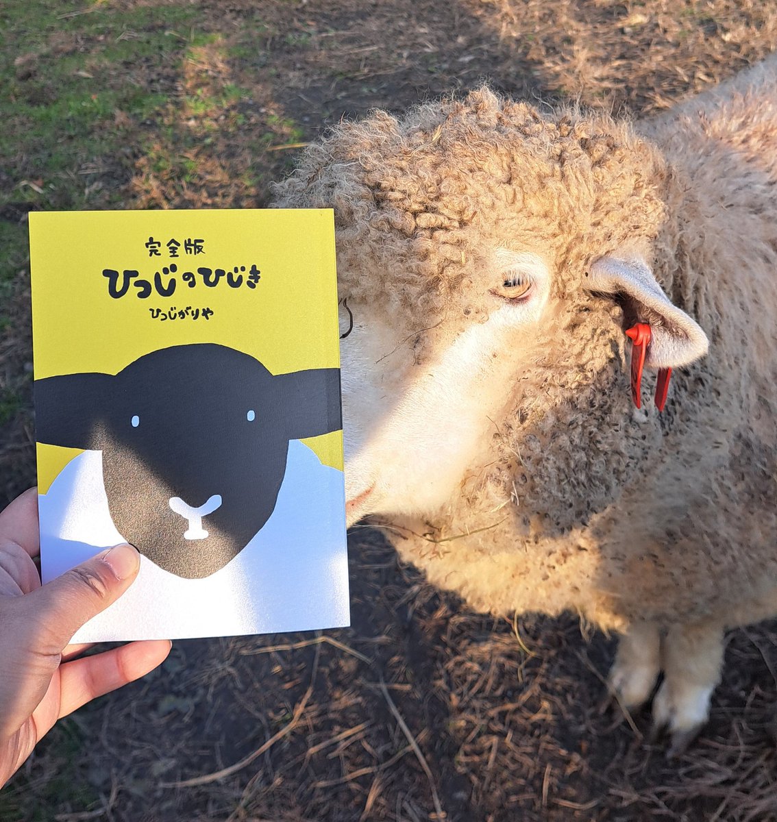 完全版 ひつじのひじき できた🐏 6年分の4コマ75話＋おまけ