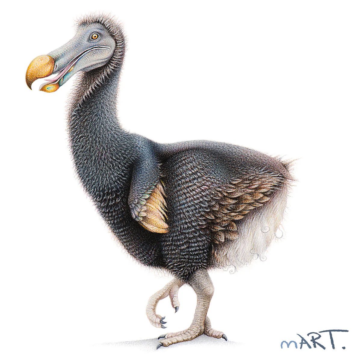 parmita's tweet photo. The real ones want the dodo bird de-extinct
#FreeDodo https://t.co/LBHYbzstS4