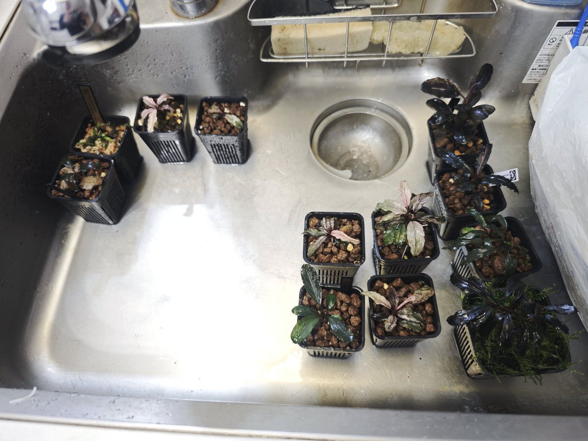 untaebi's tweet image. 帰宅…
そして🌿ケースの掃除😏
蒸れてるからエアレーション止めた🙄