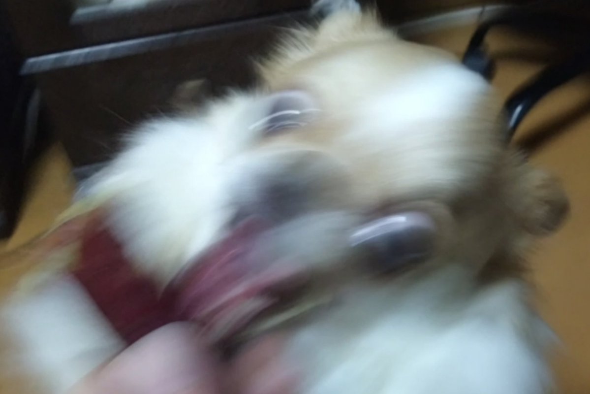 echigoyamoke's tweet image. 注）ちわわ。