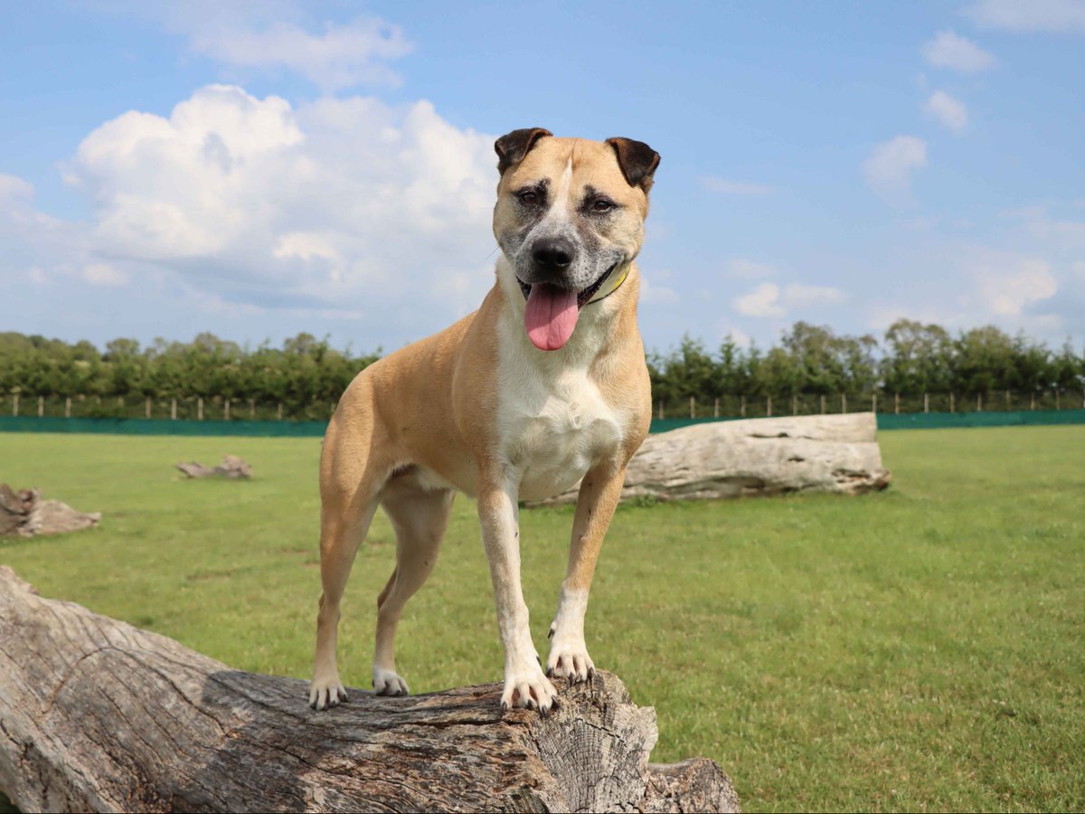 DogsTrust's tweet image. Can you believe that Amber's profile has never been favourited since she came into @DT_Darlington? That's months with no expressed interest 😔

In the hopes of turning that around, read this thread for some fun things we have learnt about Underdog Amber 👇