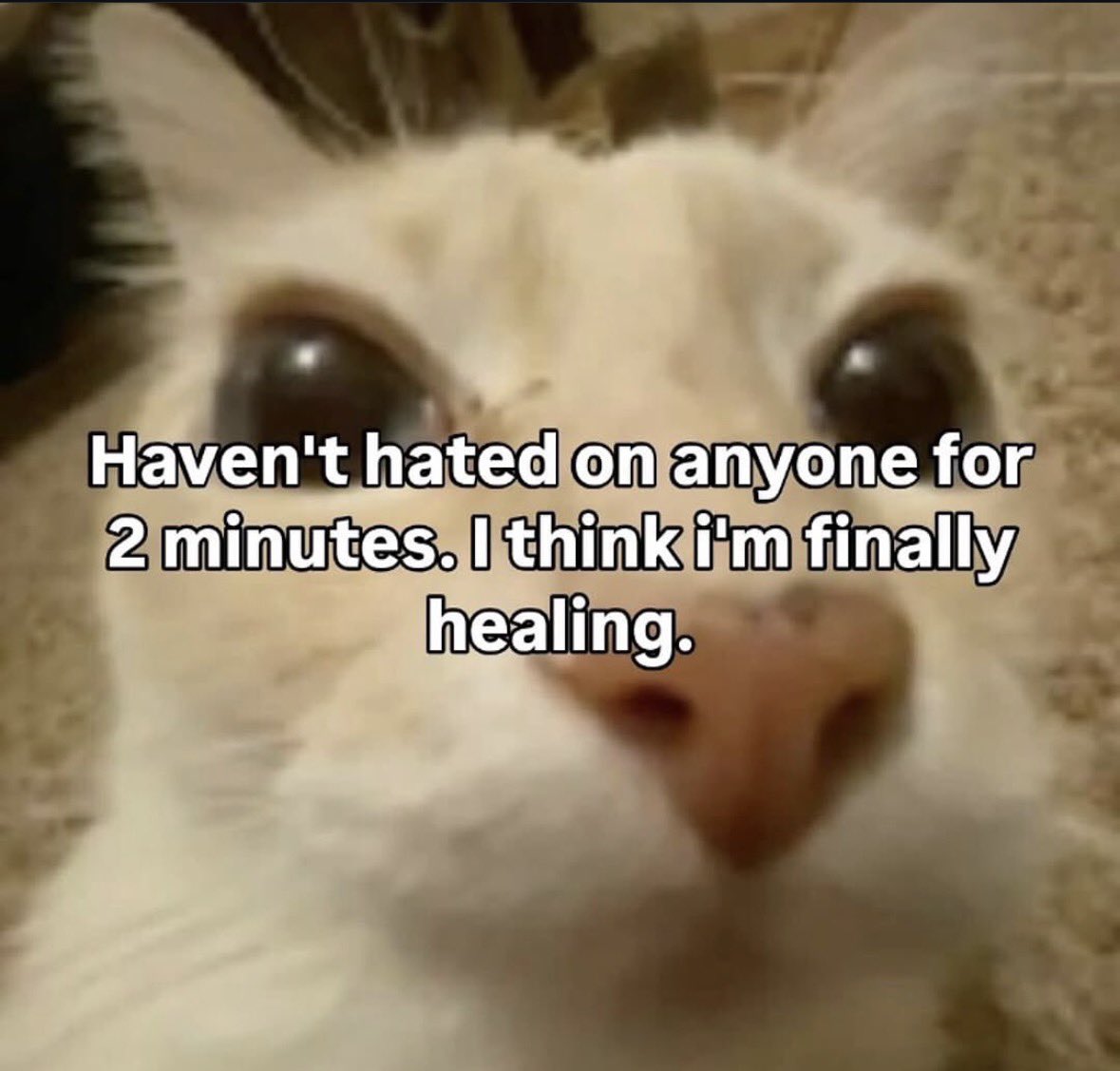 raccoon aesthetic. (@raccoonesthetic) on Twitter photo 