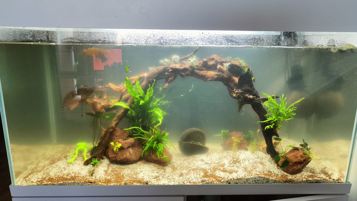 Раскатанную губу "вода из действующего аквариума в ведре не гниёт, и на новом грунте не загниет" пришлось бегом закатывать, заливать воду до фильтра и тот фильтр запускать. Теперь досаживать растения придется по плечо в воде(