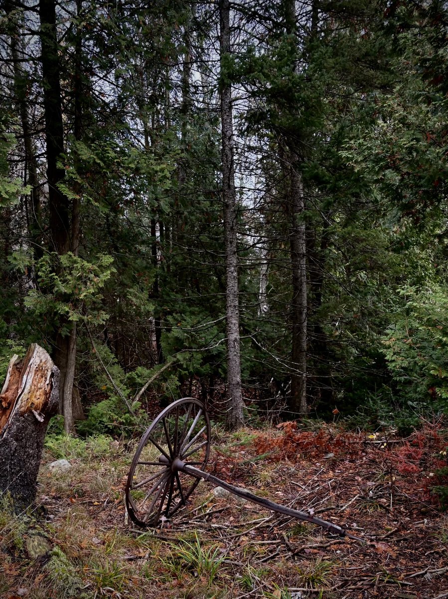 Wouldn’t it be wonderful to hear the stories of this old wheel if it could talk that’s hiding in the bush…..