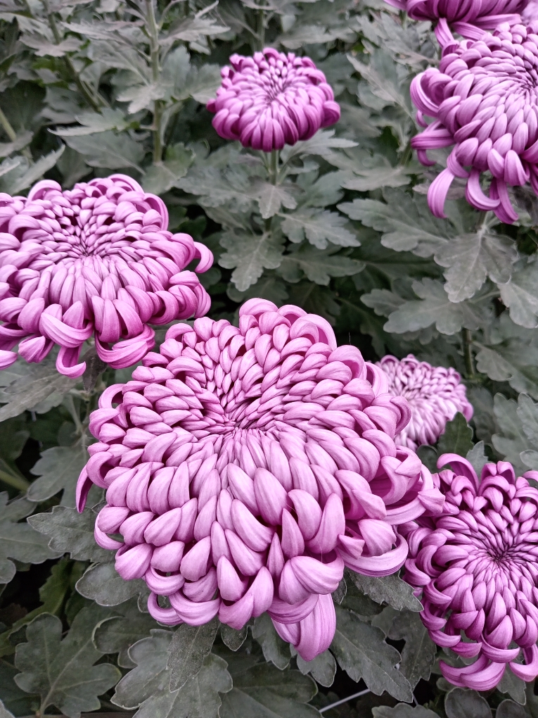 Diarypsychopath's tweet photo. chrysanthemums blooming in the botanical garden https://t.co/SYtgVa35dM