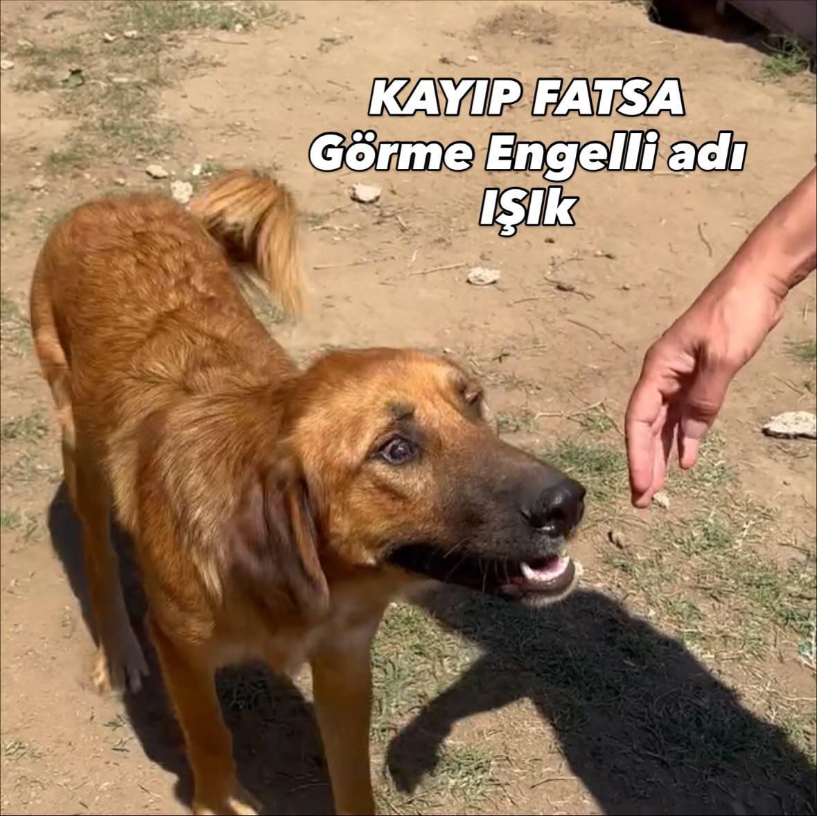 nihalerkoc06's tweet image. İki gözüde görmüyor.
İsmi IŞIK ismine duyarlı erkek.
Ordu Fatsa Organize Sanayi Bölgesinde bakıldığı alandan
1 Kasım 2025 tarihinde kayboldu.
Ordu genelinde her yerde olabilir.
İletişim: 0 542 454 93 26