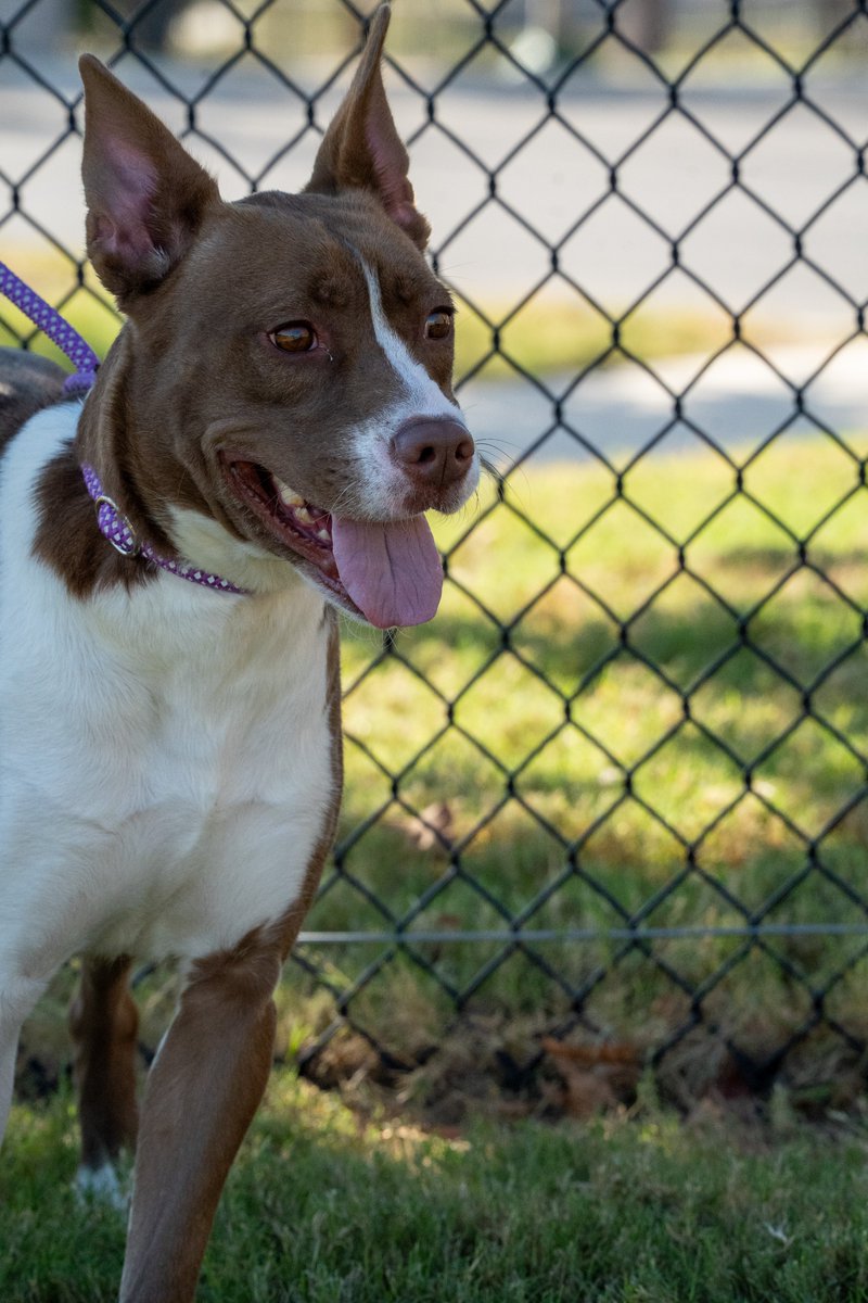 sahumane's tweet image. Meet Brandy! 😊 This 1.5-yr-old Terrier mix is a happy, affectionate girl who loves making new friends wherever she goes. She&apos;s the perfect mix of cuddle buddy &amp;amp; adventure partner who is always ready for a cozy nap or a fun hike by your side! 🥰❤️ #AdoptMe