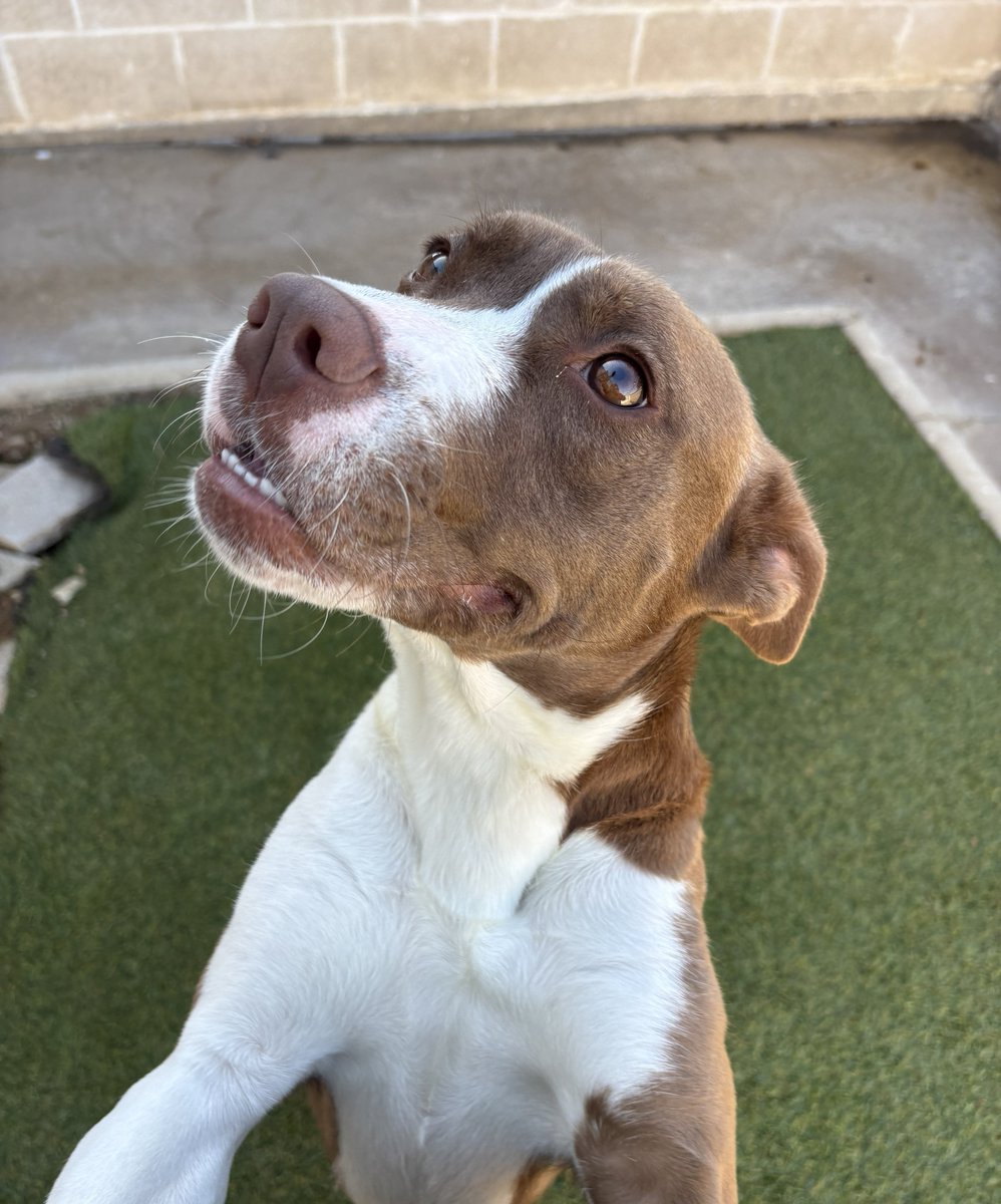 sahumane's tweet image. Meet Brandy! 😊 This 1.5-yr-old Terrier mix is a happy, affectionate girl who loves making new friends wherever she goes. She&apos;s the perfect mix of cuddle buddy &amp;amp; adventure partner who is always ready for a cozy nap or a fun hike by your side! 🥰❤️ #AdoptMe