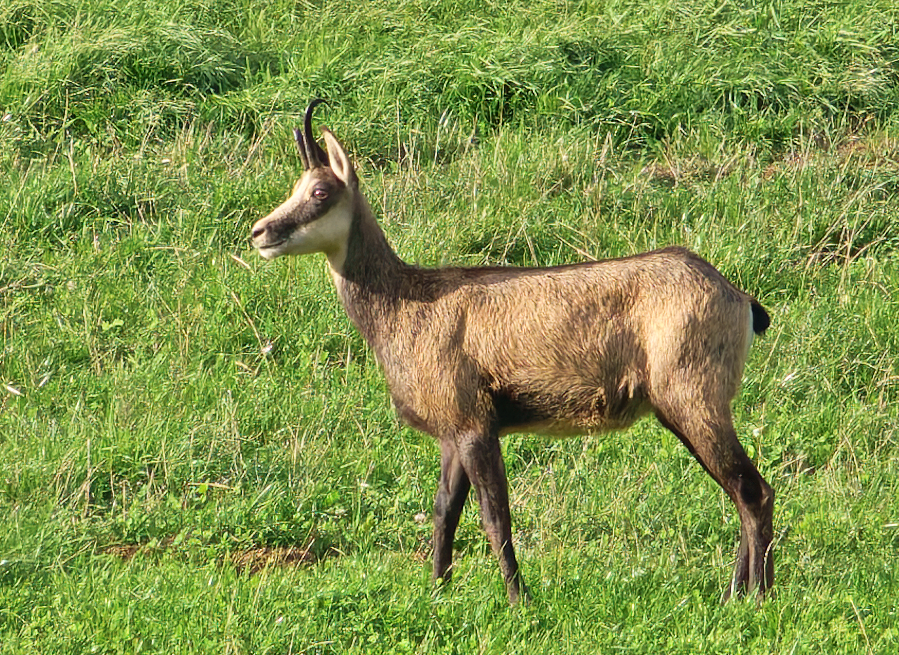 MandaPanda73 tweet media