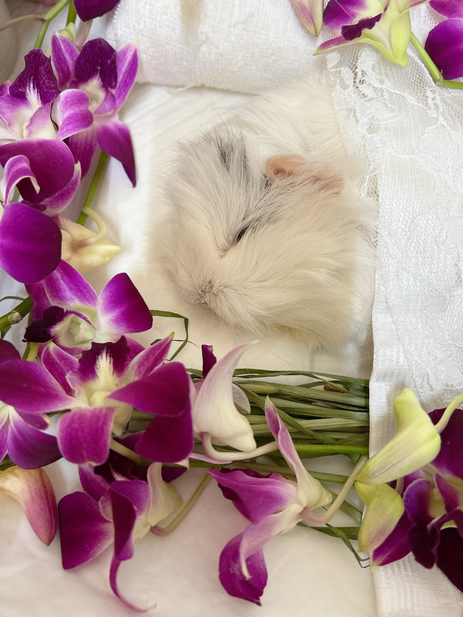 3dm_okan's tweet image. ええと、沖縄は日本です
姫ちゃん日本で育ったもるです