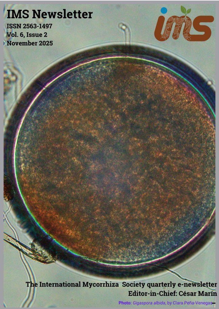 The 17 Newsletter is now available:
mycorrhizas.org/wp-content/upl…

It includes <a href="/YouTube/">YouTube</a> interviews with <a href="/mrillig/">Matthias C. Rillig</a> #BeaBock #SmritiPehim (<a href="/BalaChaudhary/">Dr. Bala Chaudhary</a> lab). 
Tools by #CamilleDelavaux &amp; <a href="/ManjuMGupta/">Manju M. Gupta</a> Top 10 mycorrhizal papers. <a href="/ICOM2026/">ICOM 2026</a> info &amp; more!
Thanks <a href="/cesarmarin203/">Dr. César Marín</a> for this 🤗