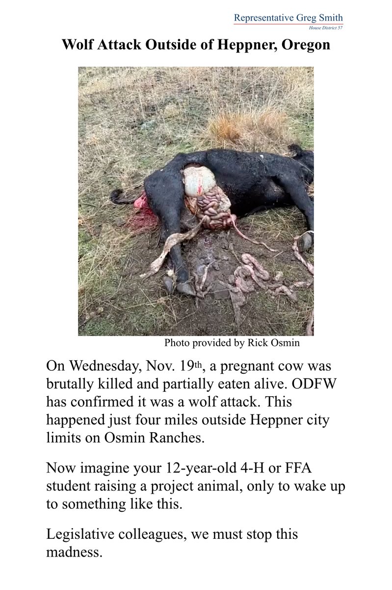 RepGregSmith's tweet image. The image below may appear grotesque and gruesome, and it is, but it has also become a daily reality for our ranchers and also for students, starting at a young age, who are learning to raise livestock. When will we take steps to protect rural Oregon and those who are feeding the…