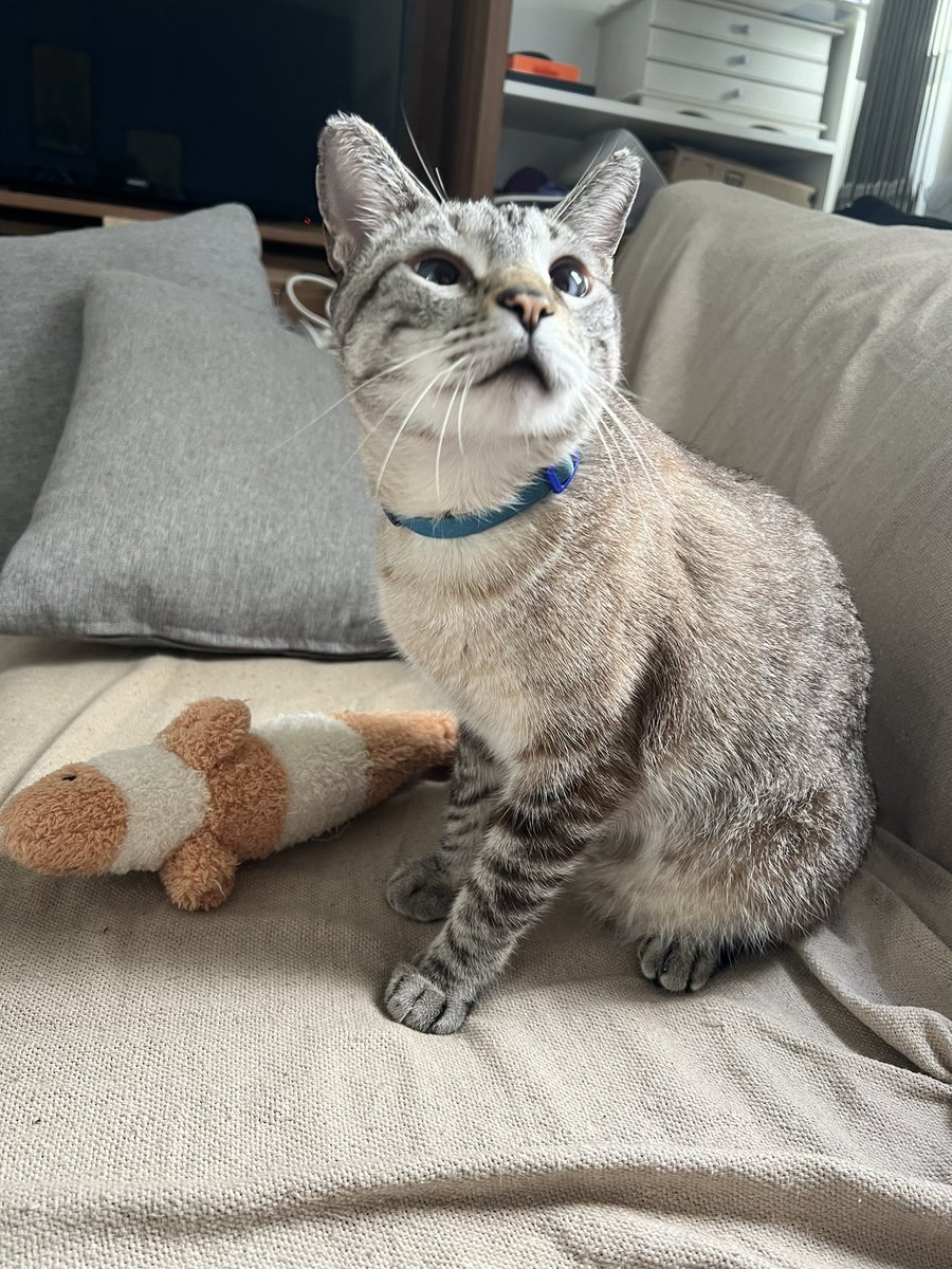 MattApocaalypse's tweet image. I made beans for lunch. RimWorld now.

twitch.tv/mattapocalypse