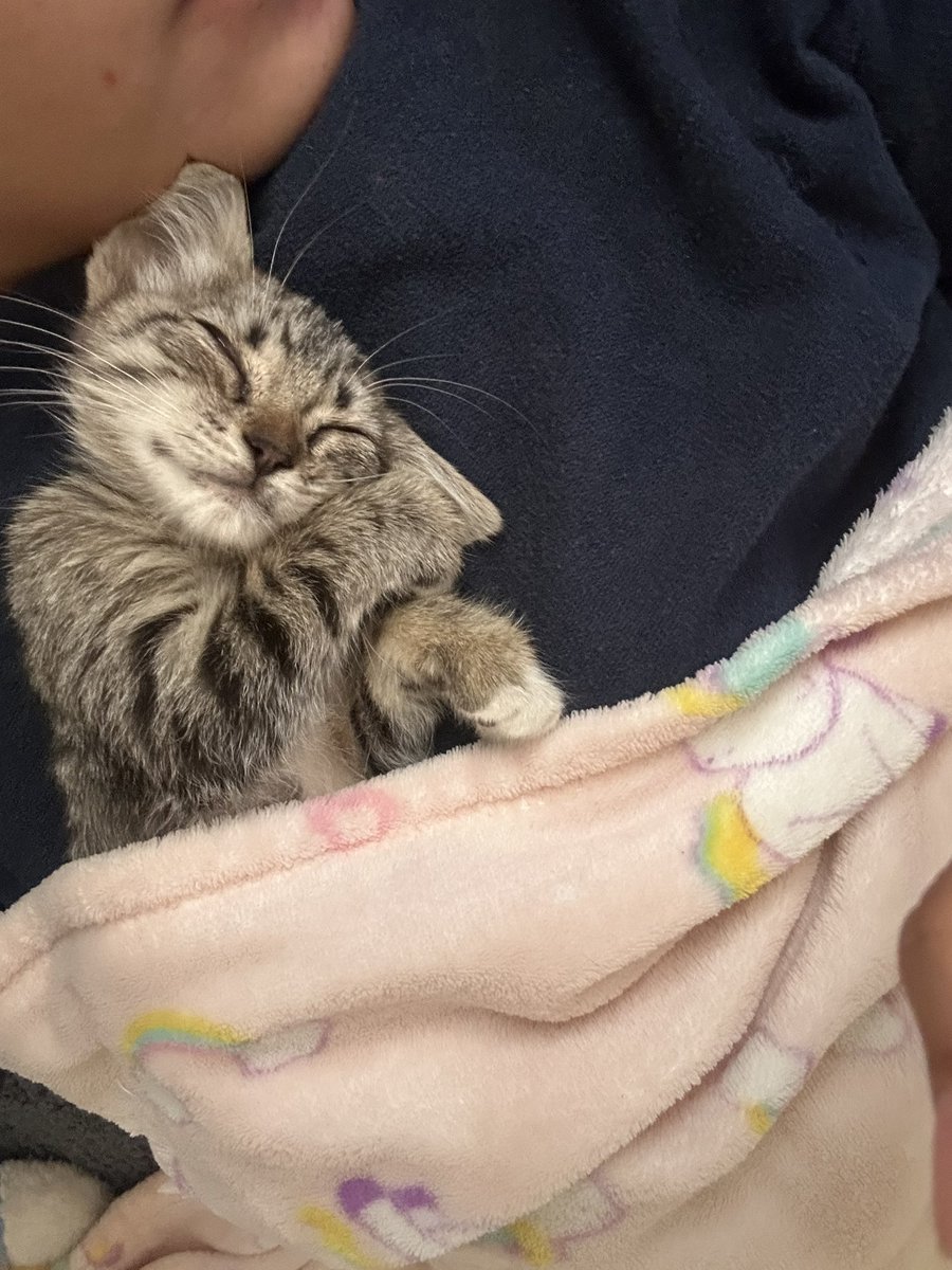 _cammiilaa's tweet photo. adopte por 5 horas a una gatita https://t.co/wVjkuusjjq