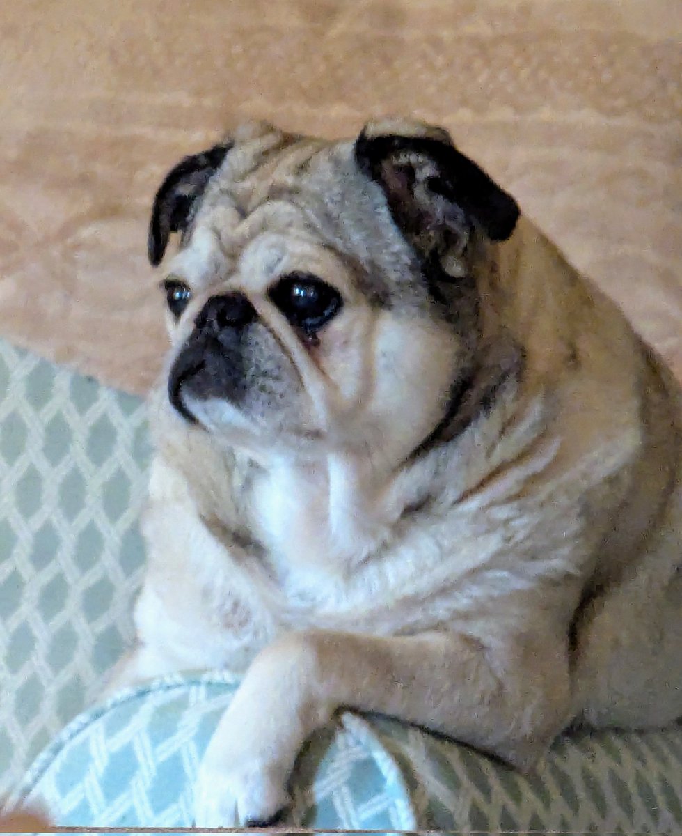 PugglesM's tweet photo. It's a ruff life, but some pug's got to live it. https://t.co/ytrer8R707