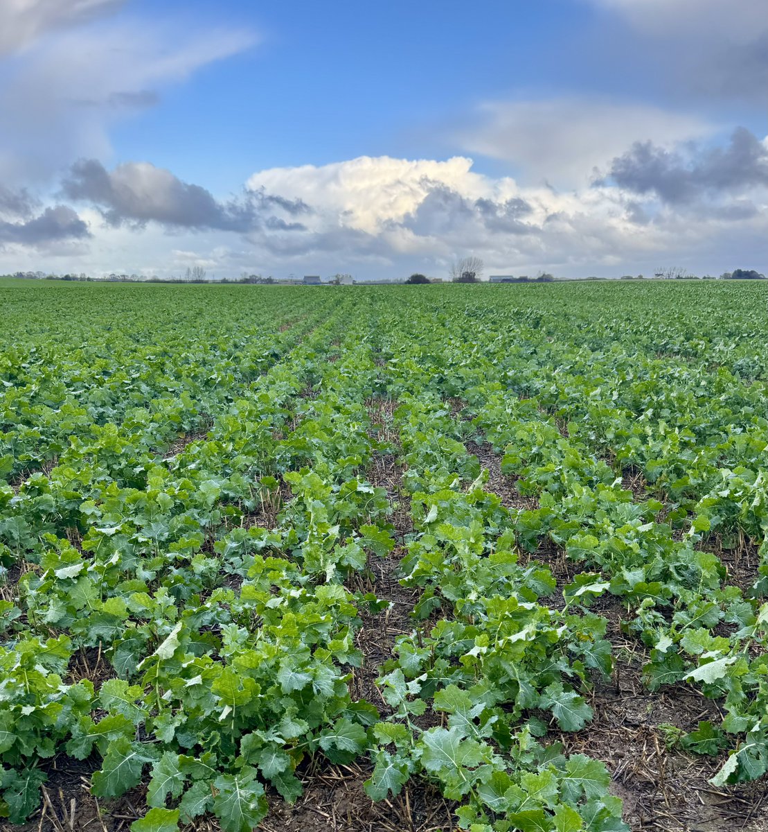 mini_seed_man's tweet image. Three field of DK Extremus today dodging the snow showers. All @Bayer4CropsUK magic traps collected in. Think they’ve done their job 😀👍@AgrovistaUK