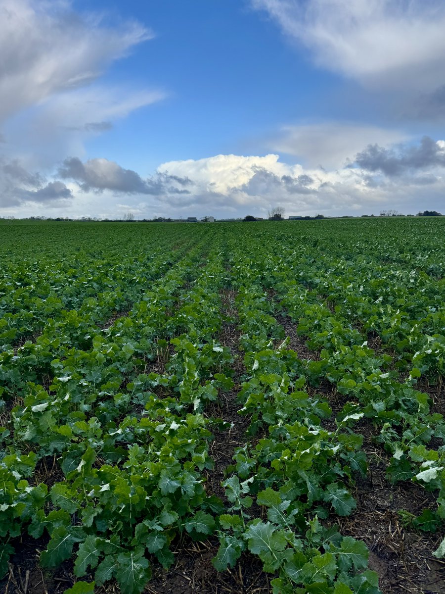 mini_seed_man's tweet image. Three field of DK Extremus today dodging the snow showers. All @Bayer4CropsUK magic traps collected in. Think they’ve done their job 😀👍@AgrovistaUK