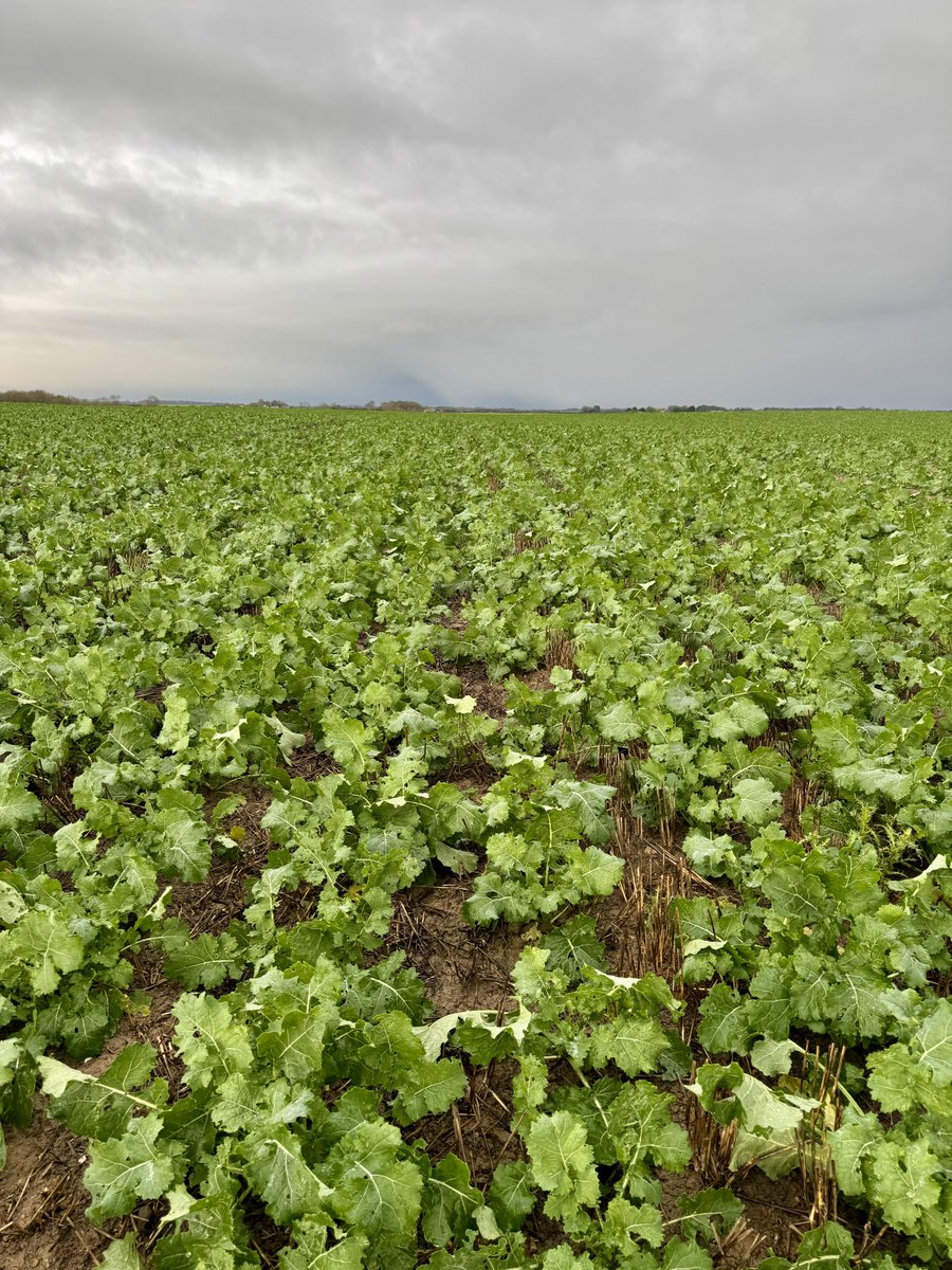 mini_seed_man's tweet image. Three field of DK Extremus today dodging the snow showers. All @Bayer4CropsUK magic traps collected in. Think they’ve done their job 😀👍@AgrovistaUK